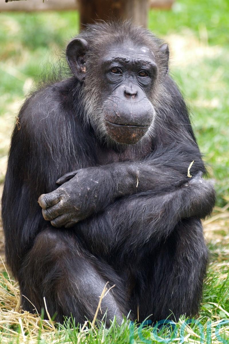 Scientists tell life story of ‘beloved’ tea-drinking celebrity chimp