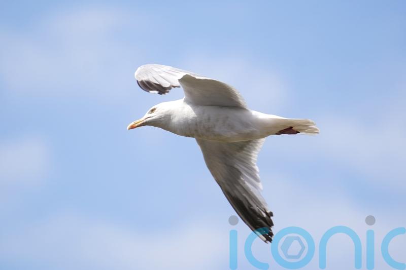 Action urged to tackle seagulls as MSPs tell of attacks on elderly and children