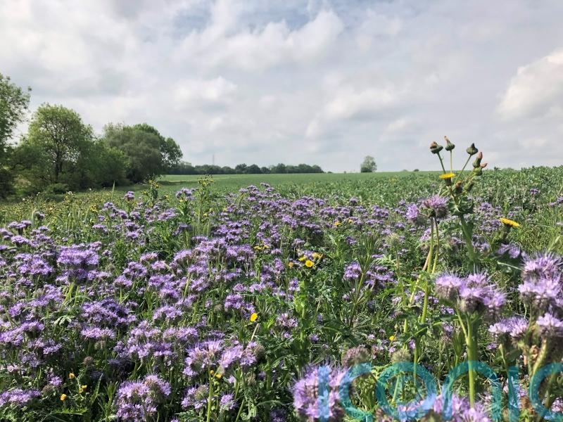 Government under fire over abrupt closure of key nature-friendly farming scheme