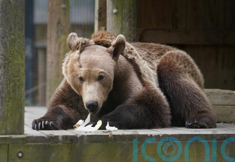 First brown bear to undergo brain surgery emerges from semi-hibernation