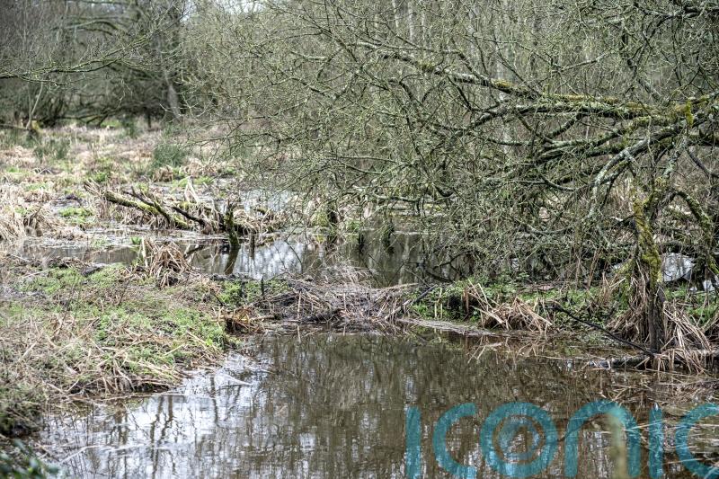 Invest in beaver dams, ponds and wild driveways to curb flooding, report urges