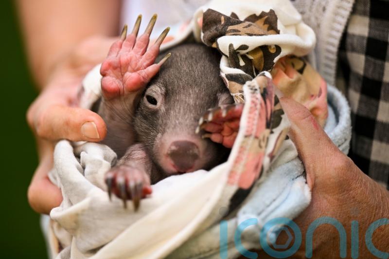 US influencer who snatched a baby wombat leaves Australia