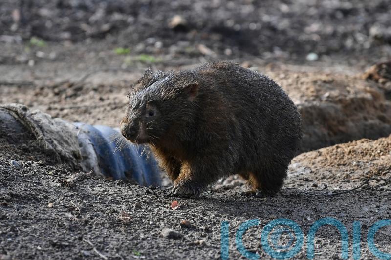 Influencer who snatched baby wombat in Australia issues apology