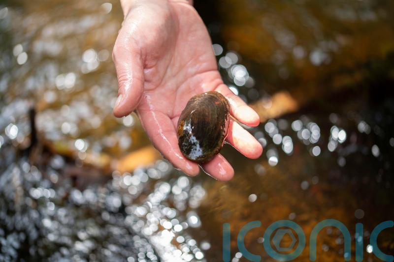 Wind farm developments could wipe out freshwater pearl mussels, expert warns