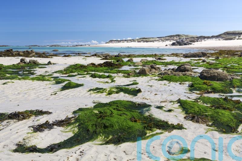 Why you should be using seaweed in your garden