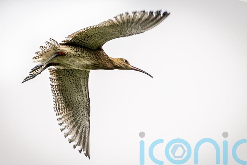 Proposed hydro scheme could threaten habitat of endangered birds, says RSPB