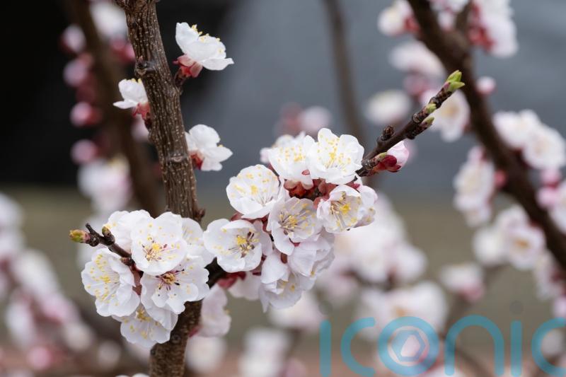People urged to enjoy blossom spectacle as warm weather kick-starts spring