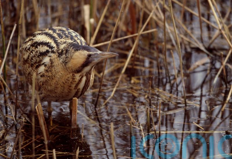 Conservationists hail record year for UK’s loudest bird after previous concern