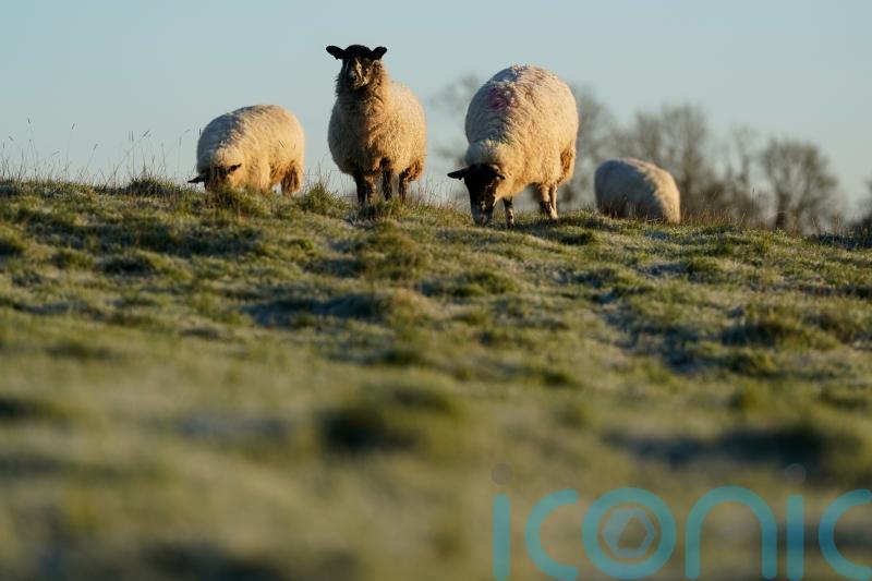 Warning for farmers after first case of bird flu discovered in a sheep