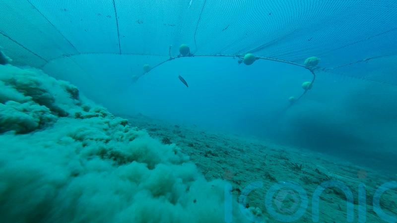 Bottom trawling dubbed ‘marine deforestation’ as activists push for sweeping ban