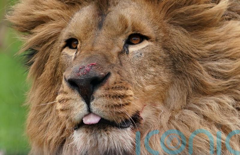 Animal sanctuary opens ‘forever home’ for five lions rescued from Ukraine