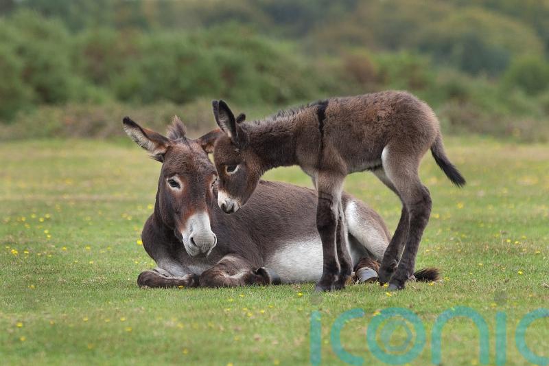 Discover where the wild things really are in the UK this spring