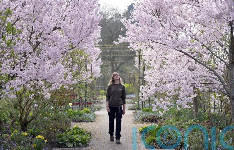 ‘Spectacular year’ for Japanese cherry blossoms at RHS Wisley