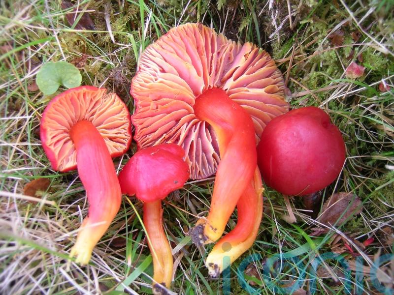 World’s fungi at risk from agriculture, deforestation and urban sprawl – experts