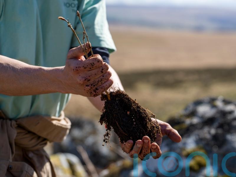 First trees planted in effort to expand &lsquo;iconic&rsquo; temperate rainforest site