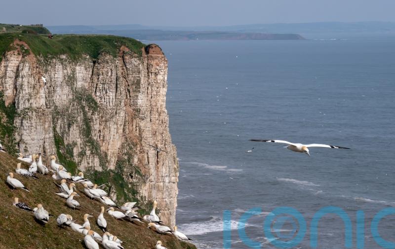 Seabird modelling tool could transform offshore wind planning, study shows