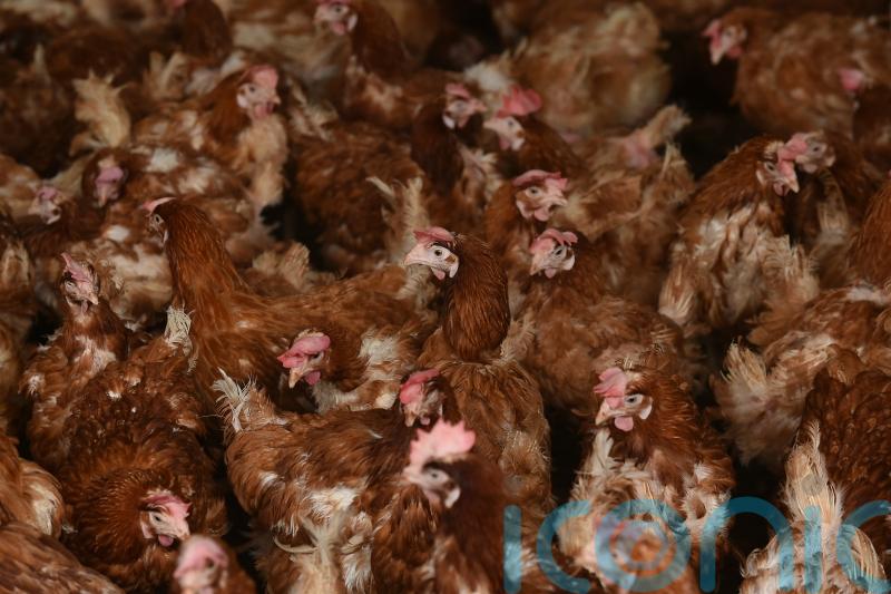 Government urged not to ‘sacrifice’ British agriculture in US trade talks