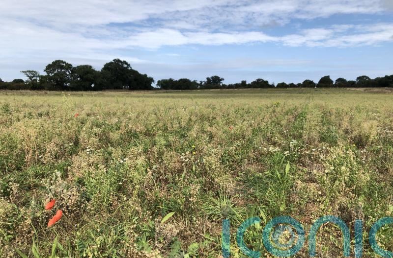 Growing cover crops to prevent bare fields helps soil and wildlife – study