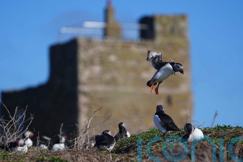 Visitors welcomed back to the Farne Islands for spectacular puffin show