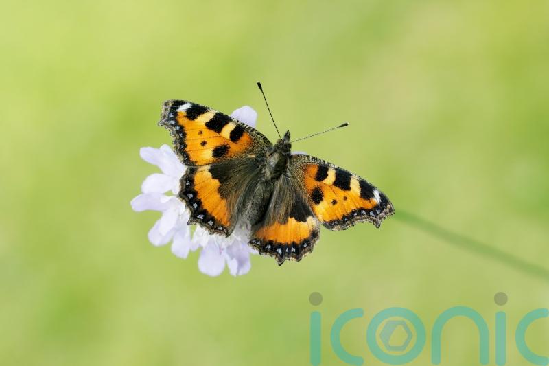 Half of UK butterfly species in long-term decline, monitoring reveals
