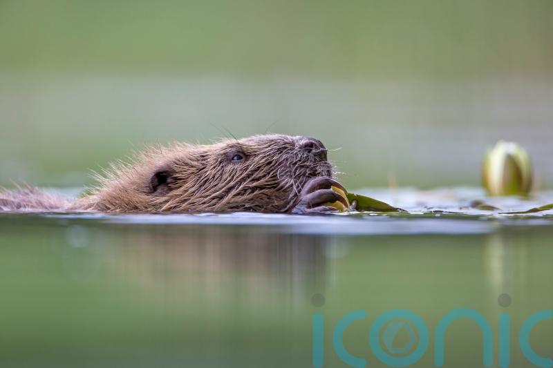 NatureScot accused of ‘betrayal’ over delay to release of beavers