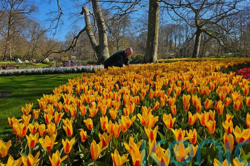 Flower lovers flock to spring tulip vistas at famous Dutch park