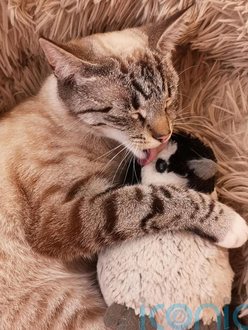 Owner’s disbelief as cat missing since November found more than 300 miles away