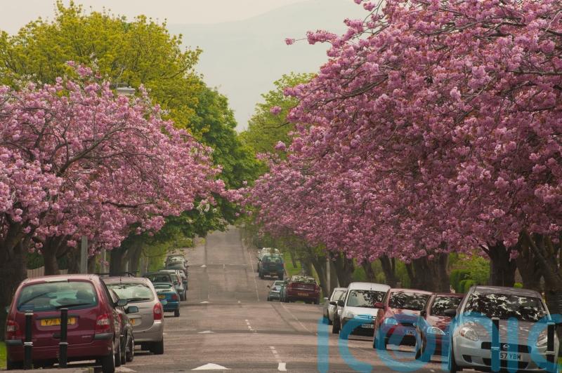 Trees outside woodlands in England mapped for first time