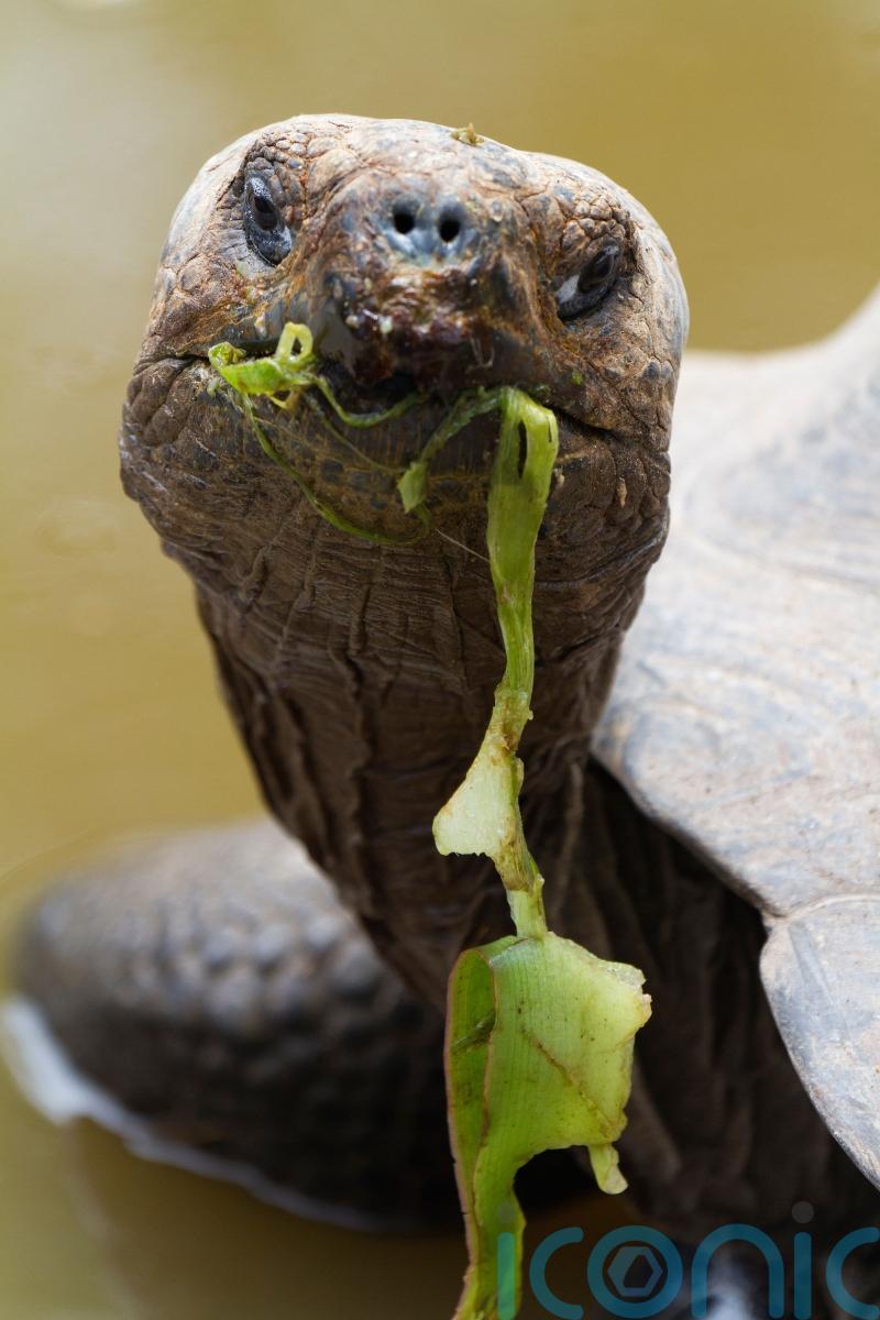 Galapagos tortoises become first-time parents aged nearly 100