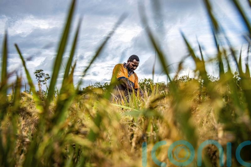 Fears over world’s largest deforestation project in Indonesia
