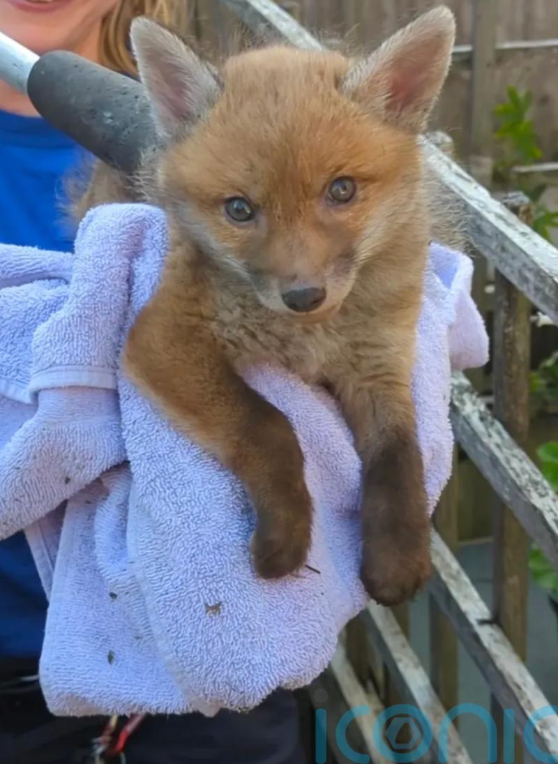 Fox cub stuck in gap after waiting for mother to bring food rescued by RSPCA