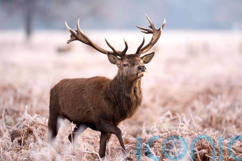 Compulsory deer cull approved for Scottish estate