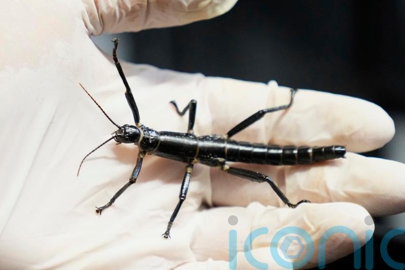 Prague Zoo joins bid to ensure survival of rare insect once considered extinct