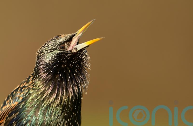 Lowest numbers of starlings on record in long-running citizen birdwatch scheme