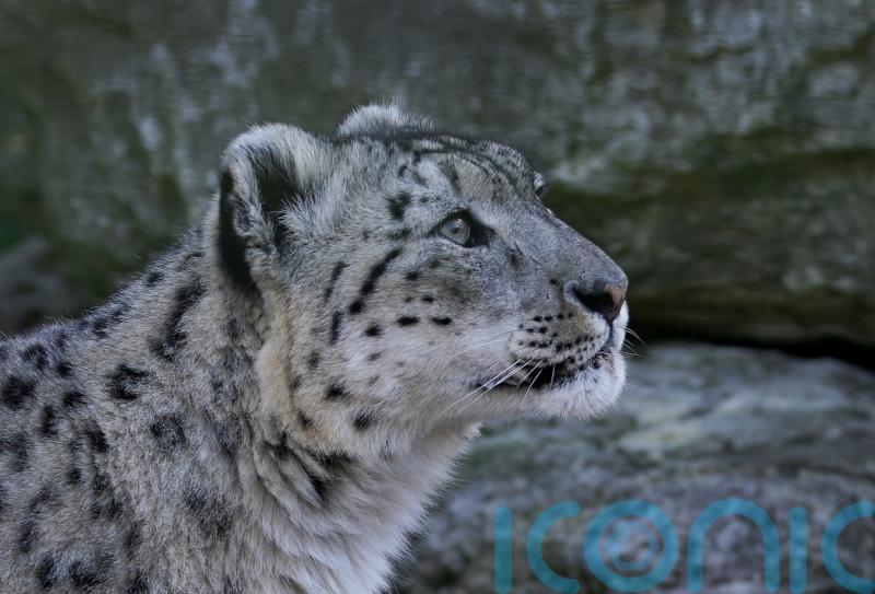 Sanctuary confirms snow leopard’s fourth pregnancy