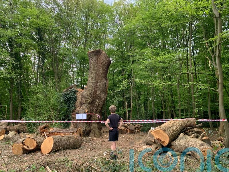 Locals ‘devastated’ after 400-year-old tree mysteriously felled in London park