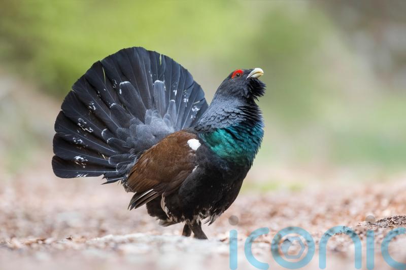 Police patrol national park to help protect endangered capercaillies