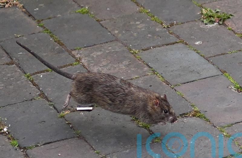 Residents fear for health while ‘cat-sized’ rats raid rubbish piles in streets