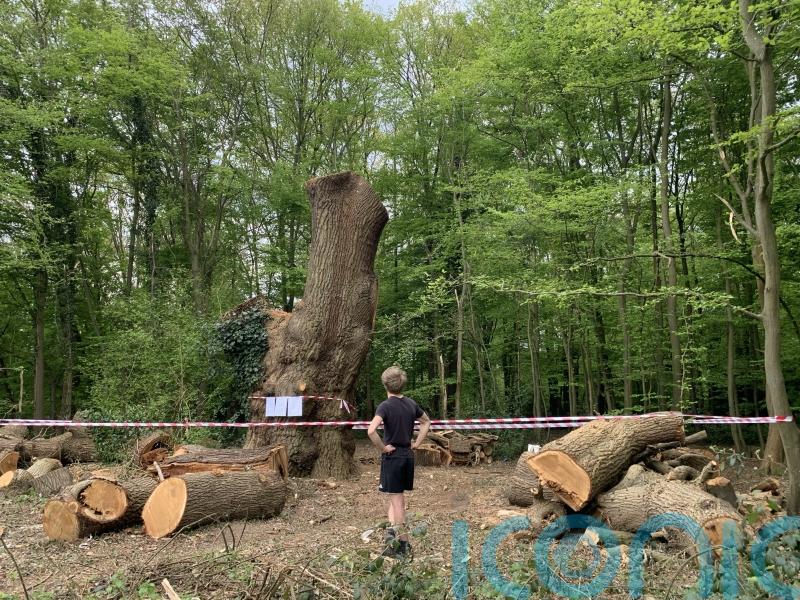 Toby Carvery under fire over felling of centuries-old tree in north London