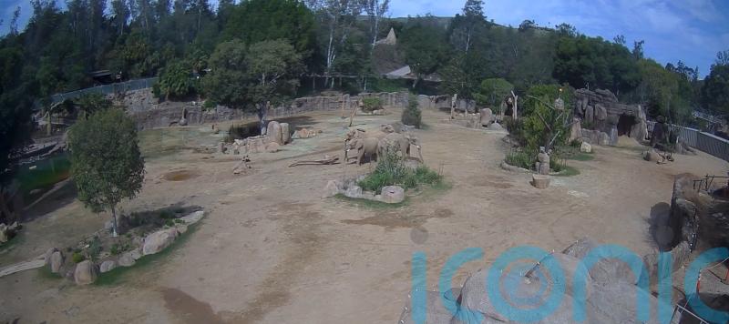 Elephants circling young after earthquake ‘rare and special’ – London zookeeper