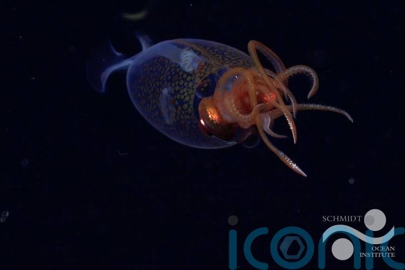 Colossal squid filmed alive for first time since its discovery a century ago
