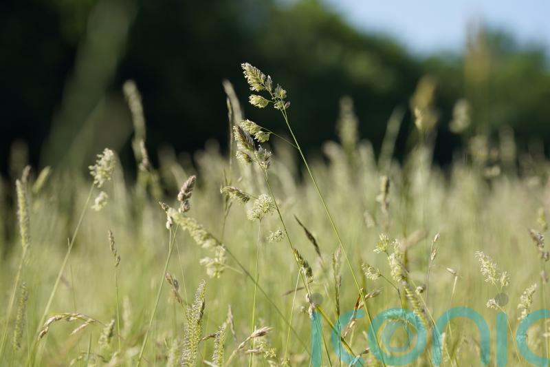 Nitrogen-fertilised grassland more likely to trigger hay fever, study suggests