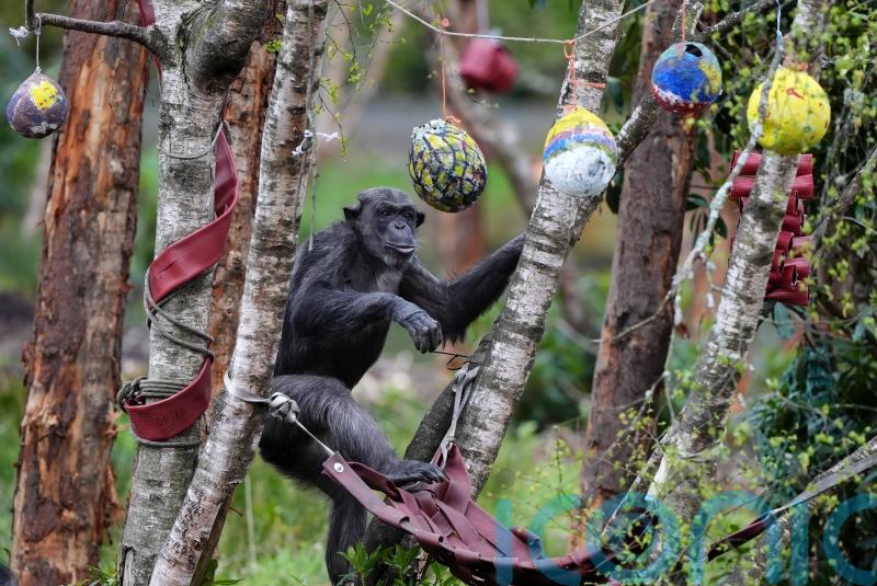 Safari park chimps join hunt for Easter eggs designed by school children
