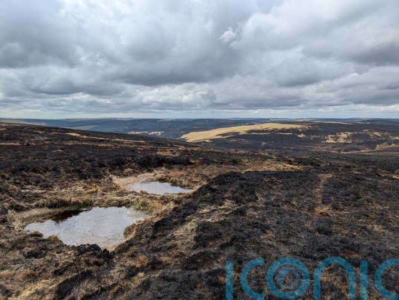 Whole ecosystems &lsquo;decimated&rsquo; by weeks of wildfires, charities warn