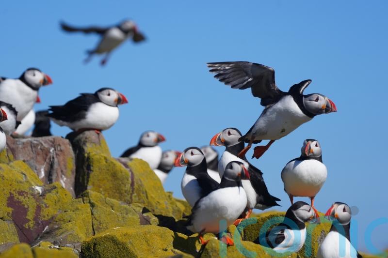 Scots seabird populations still falling but some species stabilising &ndash; figures