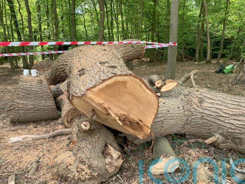 Toby Carvery boss apologises for ‘upset caused’ by felling of centuries-old tree