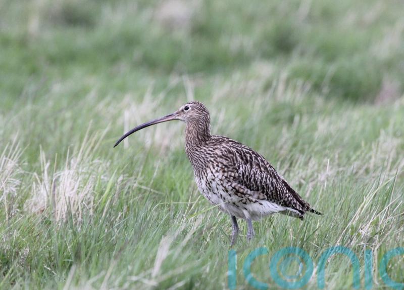 Orkney’s curlew population back on the rise as charity removes invasive species
