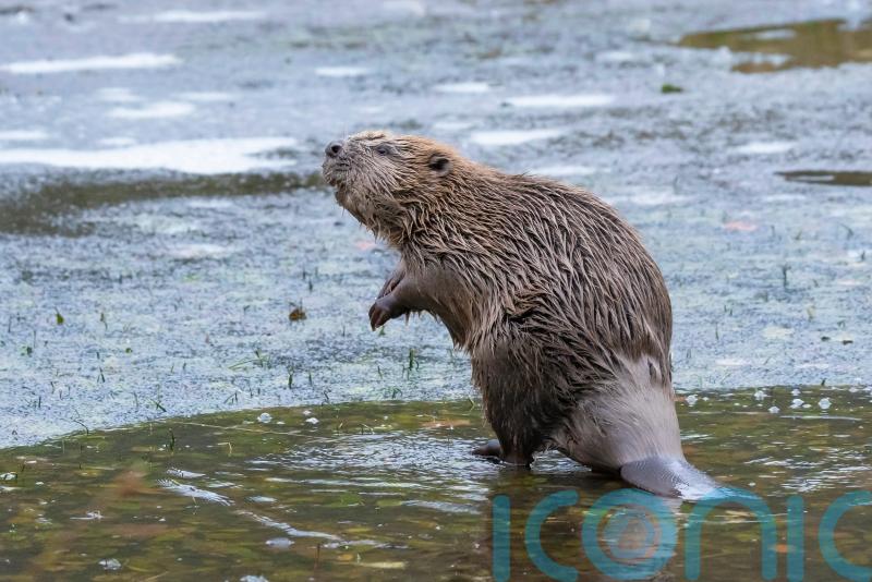 Nature agency accused of ‘cowardly stalling’ on beaver release plan