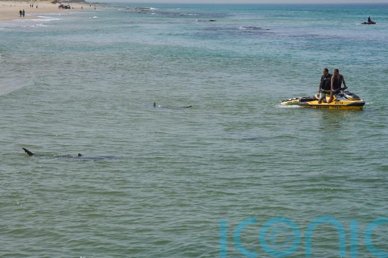 Israeli police scour Mediterranean for swimmer feared attacked by shark