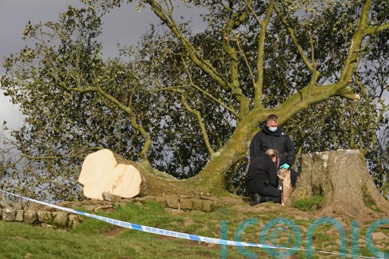 Jury selection begins in Sycamore Gap trial